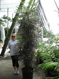 Use it as an architectural. Schefflera Elegantissima False Aralia Plants Indoor Plants Schefflera