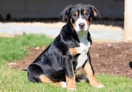 In switzerland, the greater swiss mountain dog is called grosser schweizer sennenhund, which means big dog of the alpine herdsmen. there are animal shelters and rescues that focus specifically on finding great homes for greater swiss mountain dog puppies. Greater Swiss Mountain Dog Puppy For Sale In Mount Joy Pa Adn 71838 On Puppyfinder Co Greater Swiss Mountain Dog Swiss Mountain Dogs Swiss Mountain Dog Puppy
