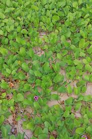 Image result for Ipomoea pes-caprae