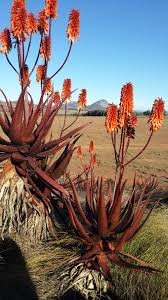 Image result for Aloe cameronii