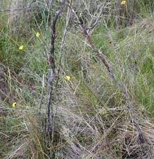 Image result for Xyris peteri