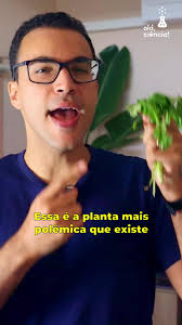 o plantio de cebolinha e coentro é a forma mais lucrativa e rápido. ce...