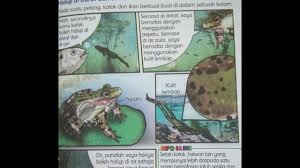 Hewan amphibi ialah hewan yang memiliki tulang belakang yang hidup di dua alam. 28 6 2020 Pembelajaran Maya Pkpp Sains Tahun 4 Subtopik Hidup Di Darat Dan Di Air Youtube