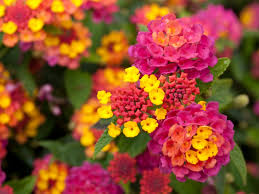 We did not find results for: Propagating Lantana Plants Growing Lantana Seeds And Cuttings