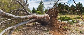Now you can get answers to all questions from tree cutting pros! Our Tree Service Client Reviews Contact Local Arborists