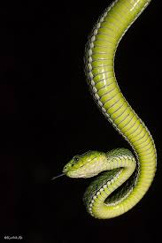 Black And White Snake Dream Meaning In Islam Large Scale Pit Viper Pit Viper Beautiful Snakes Cute Reptiles