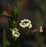 Image result for Mimulus gracilis