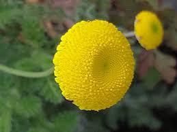 Image result for Crotalaria capensis