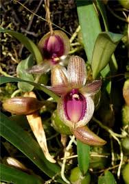 Image result for Bulbophyllum humblotii