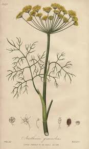 Image result for Anethum