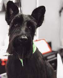 Welcome to pampered pets grooming llc in blacksburg, vawelcome to pampered pets grooming llc in blacksburg, vawelcome we all take great pride in making the dogs beautiful & comfortable. The Pampered Pet Grooming Spa Home Page Established 2007