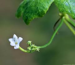 A female flower can be distinguished by the small fruit attached to the flower. Snake Gourd Digital Herbarium Of Crop Plants