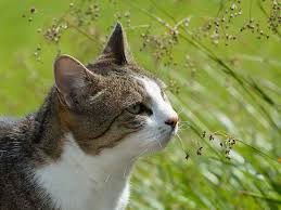 Katzen im garten sind nicht für jedermann eine reine freude. Umgang Mit Fremden Katzen Tasso