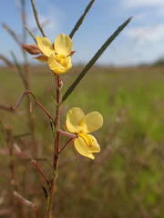 Image result for Crotalaria heidmannii