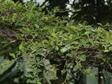 Image result for Terminalia neotaliala