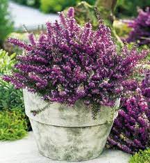 Pin By Danae Torn 1 Board On Heather Heather Plant Heather Flower Sutton Seeds