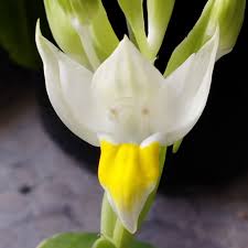 Image result for Brachycorythis ovata