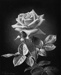 Black And White Pencil Drawings Of Flowers Black And White Flower Rose In 2020 Roses Drawing Flower Drawing Pencil Drawings Of Flowers