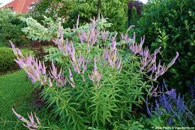 As you'd expect from plants that hail from north america and siberia veronicastrums are able to survive most cold winters. Veronicastrum Virginicum Fascination Havlis Cz