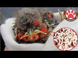 Rescue Bird Removing Larvas Botfly Mango Worms Will Warm Your Heart Compilation Youtube Bot Fly Mango Worms In Dogs Worms In Dogs