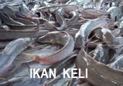 Ternakan ikan keli dalam kanvas, perkongsian video lama. Anim Agro Technology Ikan Keli Dan Usahawan Benih Keli