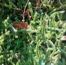 Image result for Lycopodium