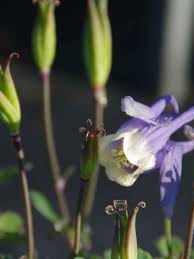 Image result for Aquilegia flabellata ministar