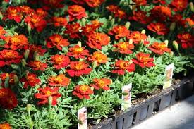 Image result for Tagetes patula