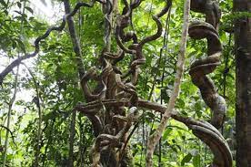 It is dominated by sandstone plateau and covers an area of 2,230 hectares. Trekking At Kubah National Park Kuching Malaysia Gokayu Your Travel Guide