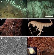 But the pirates in turn take over the aronnax. Characteristic Invertebrates At The Loki S Castle Vent Field A Download Scientific Diagram