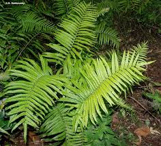 Image result for Pseudocyclosorus