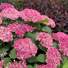 Image result for Hydrangea arborescens Pink Anabelle