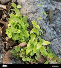 Image result for Asparagus asparagoides