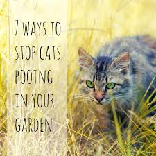 Aug 12, 2019 · prickly plants such as aloe, agave, prickly pear, hollies, barberries, and huckleberry are plants that deter dog s and cats and that can be used as borders around garden areas to physically block access. 7 Ways To Stop Cats Pooing In Your Garden Tips For Keeping Neighbours Cats Out Your Garden Cat Repellant Garden Plants That Repel Cats Cat Repellant Outdoor