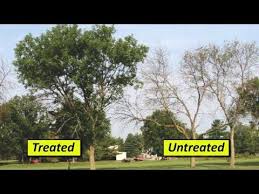 Image result for tree-age ash borer treatment