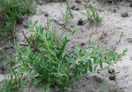 Image result for Polygalaceae