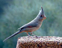 Illinois schoolchildren selected the cardinal (cardinalis cardinalis) as the state bird of illinois, made official in 1929 by the illinois general assembly. Pyrrhuloxia Wikipedia