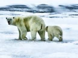 There are several definitions of where the arctic actually is. Arctic Ocean Facts Lesson For Kids Educational Videos For Kids Study Com