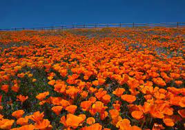 We did not find results for: California S Spring 2019 Wildflower Forecast Visit California