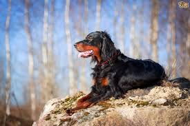 Gordon setter gordon setter in california dogs for sale in california. Some Frequently Asked Questions About The Gordon Setter Dog Breed Pets4homes