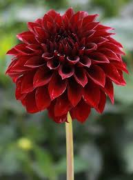 Hilltop florist — a beautiful way to flower your day! Dahlia Hilltop Onyx Flowers Bouquet Flowers Dahlia