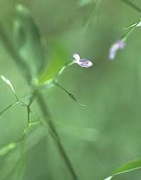 Image result for Dicliptera minor