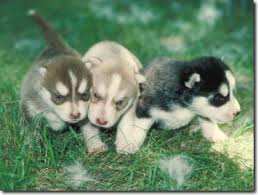 husky hund in schweiz husky welpen kaufen verkaufen schweiz welpen kaufen husky schweiz husky zuchter kennel welpen kaufen huskyg in schweiz
