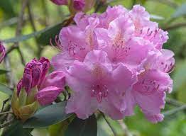 Scientific name usda zone height x width description common name water exposure andromeda polifolia 2 1' x 2' evergreen. Best Shrubs With Pink Or Magenta Flowers