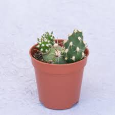 Según hemos acordado, hoy inauguramos este post que tiene que servir para alojar la lista de intercambio de cada forero interesado en intercambiar semillas y plantas de cactus y suculentas. La Tienda Del Cactus Comprar Cactus Suculentas Online