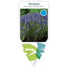 Veronica austriaca 'Shirley Blue' FMPRL1785