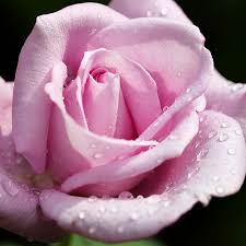 We've had ours for about 3 years, and twice it has bloomed to a beautiful lavender color. Hybrid Tea Rose Twice In A Blue Moon Millstone Garden Centre