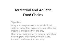 Food chain and food web represent how living organisms feed to get the energy that sustains their growth, reproduction, and movement in their respective ecological systems. Terrestrial And Aquatic Food Chains