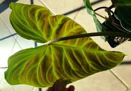 Philodendron Verrucosum X Melanochrysum Large Plant Mother Plant Plants Large Plants
