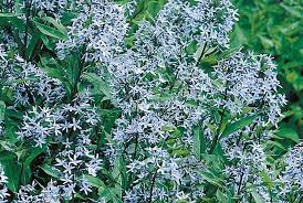 Image result for Tabernaemontana